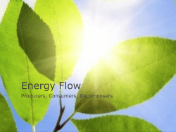 Producers, Consumers, Decomposers