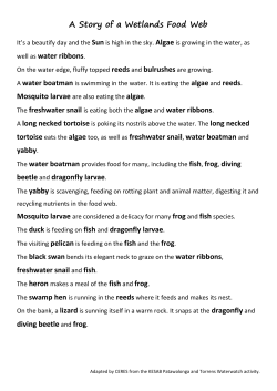 A Story of a Wetlands Food Web