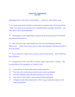 Gymnosperms