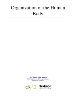 Organization of the Human Body - CK