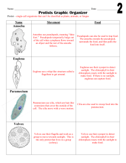 02. Protist Graphic Organizer and Vocabulary