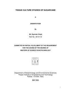tissue culture studies of sugarcane