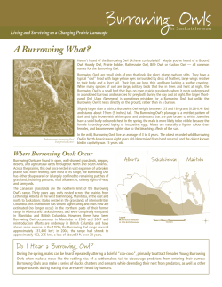 Burrowing Owls - Nature Saskatchewan