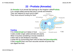 Amoeba - Mr C Biology