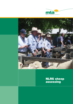 NLRS assessing sheep and lambs