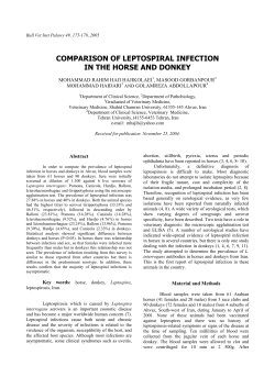 comparison of leptospiral infection in the horse and donkey