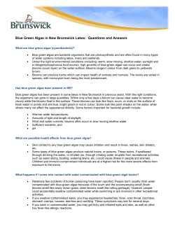 Blue Green Algae in New Brunswick Lakes