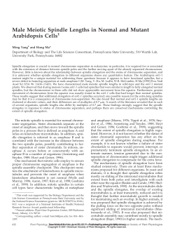 Male Meiotic Spindle Lengths in Normal and