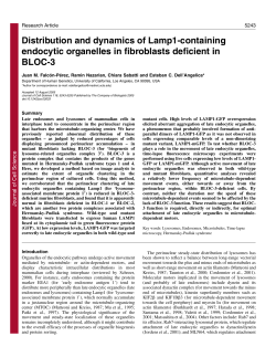 Distribution and dynamics of Lamp1