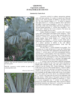 Copernicia curbeloi - Palm Beach Palm and Cycad Society