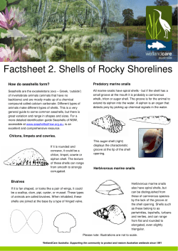 Shells of Rocky Shorelines