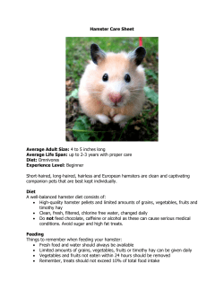 Hamster Care Sheet Average Adult Size: 4 to 5 inches long Average