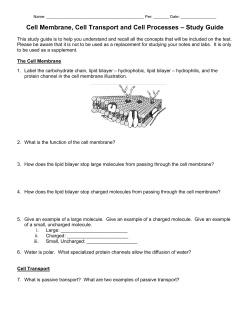 Cell Membrane and Processes &ndash; Study Guide