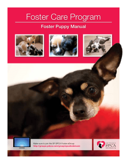 Foster Puppy Manual