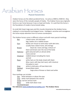 Arabian Horses - Arabian Horse Reading Literacy Project