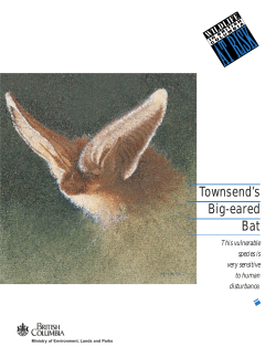 Townsend`s Big-Eared Bat - Province of British Columbia