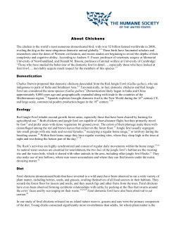 About Chickens - The Humane Society of the United States