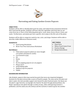 Harvesting and Eating Garden-Grown Popcorn