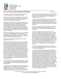 So You Think You Want A Wolf or Wolf Hybrid?