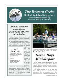 The Western Grebe Heron Days Mini