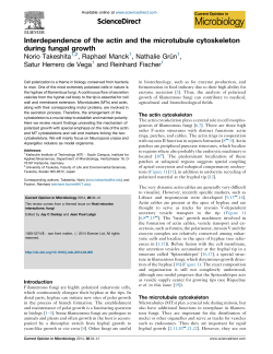 Interdependence of the actin and the microtubule cytoskeleton