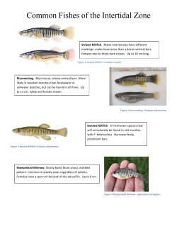 Common Fishes of the Intertidal Zone