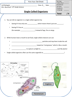 Single-Celled Organisms - Fall River Public Schools