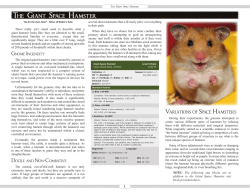 The Giant Space Hamster