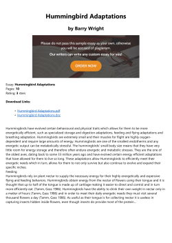 Hummingbird Adaptations