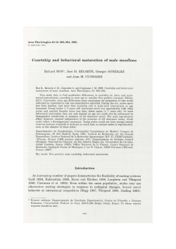 Courtship and behavioral maturation of male mouflons