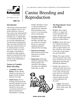 Canine Breeding and Reproduction