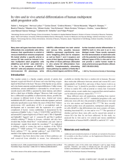 In vitro and in vivo arterial differentiation of human multipotent adult