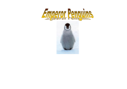Emperor Penguins