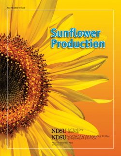 Sunflower Production