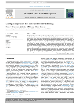 Mouthpart separation does not impede butterfly