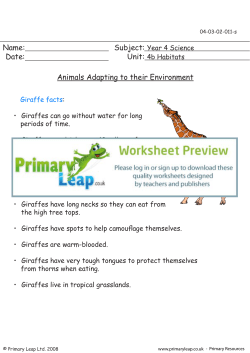 Animals adapting to their environment - Giraffes