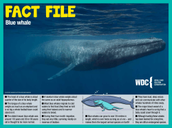 Blue whale