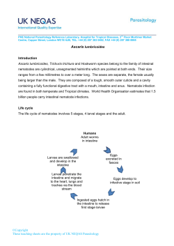 Ascaris lumbricoides - UK NEQAS for Microbiology