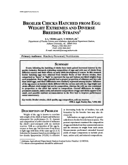 broiler chicks hatched from egg weight extremes and