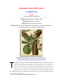 Calabash