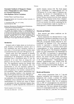from Raphanus sativus Cotyledons