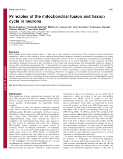 Principles of the mitochondrial fusion and fission cycle in neurons