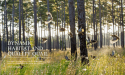 DYNAMIC HABITAT AND QUALITY QUAIL