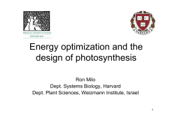 Energy optimization and the design of photosynthesis