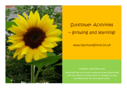 Sunflower Activities ~ growing and learning!
