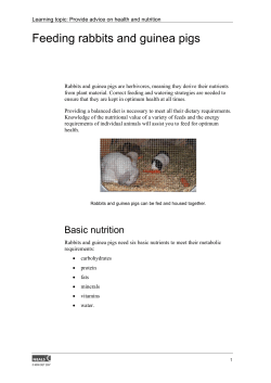 Feeding Rabbits And guinea pigs