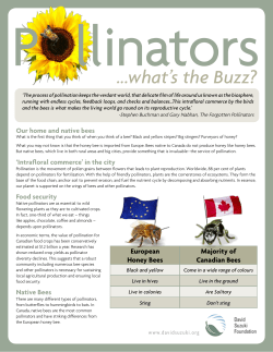 Pollinators ...what`s the Buzz?