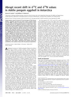 lie penguin eggshells