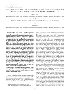 auxospore formation and the morphology of the initial cell of