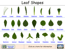 Leaf Shapes